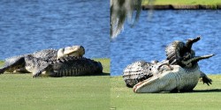 Tá hỏa trước hai cá sấu khổng lồ hẹn nhau đấu vật trên sân golf