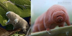 Loài sinh vật bị đun sôi, đông lạnh, nén chặt, phơi khô... vẫn không chết