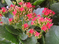 Mỗi gia đình cần phải có cây lá bỏng dù đất ít hay nhiều