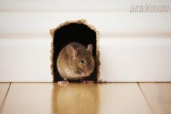 Mẹo xử lý mùi chuột chết trong nhà hiệu quả
