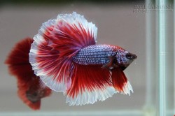 Điểm danh những loại cá bán đắt như vàng ở Việt Nam