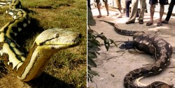 Vây bắt trăn khồng lồ đã nuốt chửng một con bê