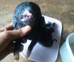 Đổ xô xem con heo kỳ lạ có 8 chân, 4 lỗ mũi