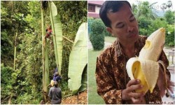 Không dám tin vào mắt mình trước hình ảnh cây chuối khổng lồ