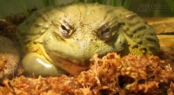 Những thực phẩm ngon có thể gây chết người