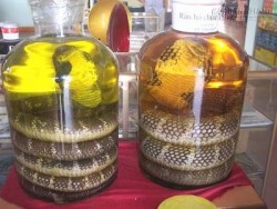 Những điều cần biết khi ngâm rượu rắn