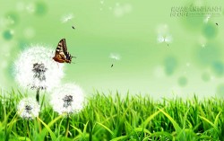 Những điều may mắn từ giấc mơ thấy hoa Bồ công anh