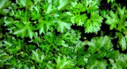 Phát hiện thảo dược diệt đến 86% tế bào ung thư