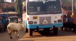 Cảm động bò mẹ 4 năm chặn đường xe buýt trả thù cho con