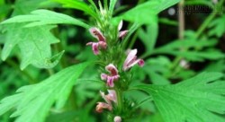 Ích mẫu - vị thuốc cứu người khỏi tử thần ai cũng nên biết