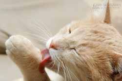 Nước bọt trị lành vết thương