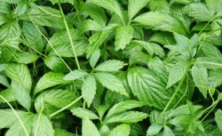 Cây cỏ thần kỳ giúp người Nhật sống thọ: Có nhiều ở Việt Nam