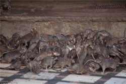 Tận mắt chứng kiến vườn thú chuột với hơn 20.000 con chuột lúc nhúc
