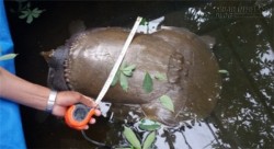 Bắt được con vật lạ nặng gần 25kg trong ao tại Đồng Tháp