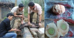 Anh nông dân đã không ngờ cuộc đời mình sẽ thay đổi khi phát hiện dị vật này trong ruột của con lợn