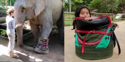 Ngạc nhiên trước chiếc giày khổng lồ dành cho cô voi bị tai nạn