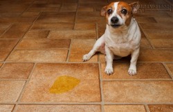 Các bước khử sạch mùi nước tiểu của chó trong nhà