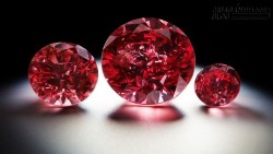 Quà tặng cuộc sống – Câu chuyện Cá và kim cương