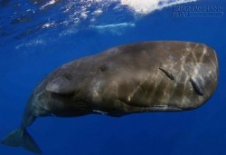 Phân cá nhà táng đắt hơn vàng