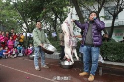 Trực tiếp giết hai con lợn để giảng về phong tục tập quán cho học sinh tiểu học