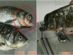 Giật mình phát hiện cá mặt quỷ khi chuẩn bị giết mổ