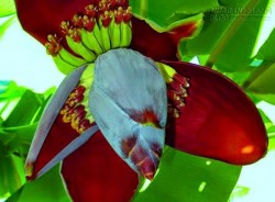 Hoa chuối – khắc tinh của bệnh đau dạ dày