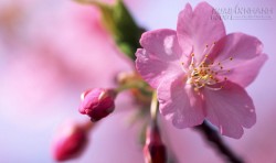 Hoa đào: Vị thuốc quý từ thiên nhiên