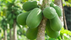 Mẹo hay chữa bệnh trĩ bằng quả đu đủ