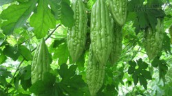 Mẹo chữa hôi nách hiệu quả từ mướp đắng