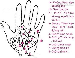 Xem bói chỉ tay: Đường trí tuệ