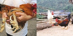 Giải mã huyền thoại về gà chín cựa trong Sơn Tinh Thủy Tinh