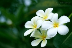 Hoa đại: Chữa nhức răng, cao huyết áp, bong gân thần kì