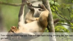 Những con giáp sau cứ gọi là sung sướng trong cả năm 2016