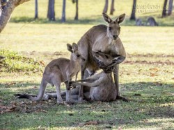 Hình ảnh kangaroo bố và con ôm chặt kangaroo mẹ đã chết khiến nhiều người xót xa