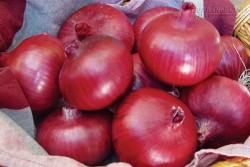 Hành tím vua của các loại rau củ có công dụng chữa bệnh