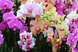 Cách cắm hoa tết rước lộc vào nhà năm 2016