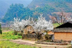 Gợi ý 5 điểm ngắm hoa mận đẹp ở vùng Tây Bắc