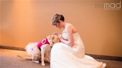 Kinh ngạc trước hành động bất ngờ của chú chó trong lễ cưới cô chủ