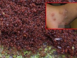 Bầy kiến lửa đã cứu mạng người phụ nữ rơi từ 200m xuống đất như thế nào?