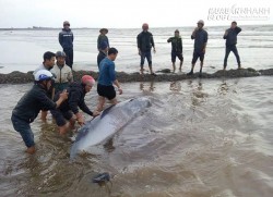 Giải cứu cá voi nặng 3 tấn dạt vào bờ biển