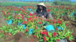 Nghẹn ngào vườn hoa tết bị kẻ gian phá nát