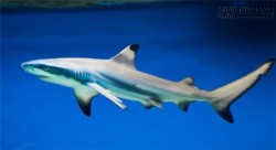 Sởn tóc gáy vì cá mập bỗng dưng xuất hiện tung tăng trong bể bơi chung cư