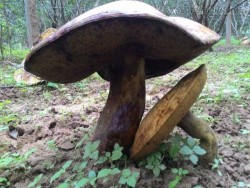 Đổ xô xem vườn nấm khổng lồ ở Huế