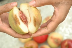 Tiếc quả thối, ăn dễ nhiễm khuẩn