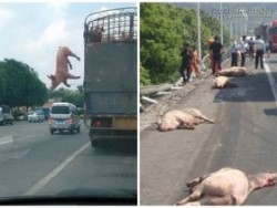 Không muốn bị làm thịt chú heo từ trên xe nhảy xuống và cái kết bi thảm