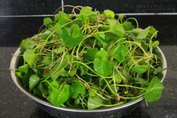 Những điều bắt buộc biết khi dùng rau má