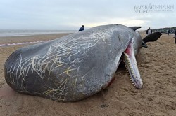 Hàng loạt cá voi bất ngờ chết trôi dạt trên bờ biển