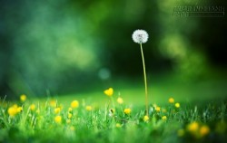 Quà tặng cuộc sống Càng khoe khoang càng dễ thất bại
