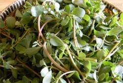 Loại thảo mộc trị bệnh nên được trồng trong vườn nhà