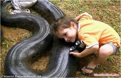 Cái kết bất ngờ cho trăn khổng lồ dám nuốt chửng chú chó